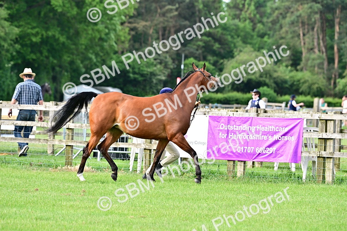 SBM_00011 - Class 46-49 - Arab and Part Bed-Anglo Arab In Hand