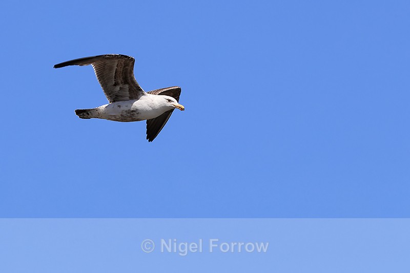 Kelp Gull in flight, Carcass Island, Falklands - Kelp Gull