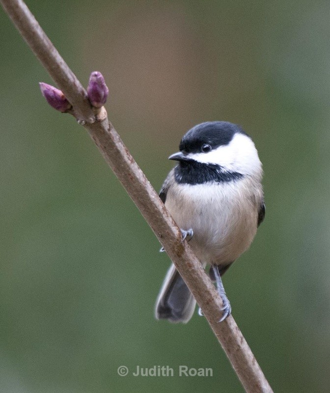 Black-capped Chickadee - Backyard Birds of Mercer Island