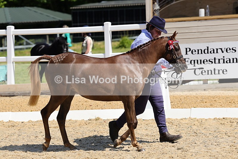 1X9A1101 - Class 8: Open Show/Hunter Pony not to exceed 153cm