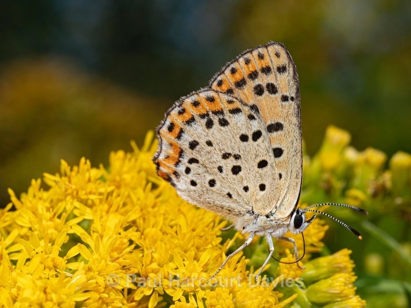 Lesser fiery copper (Lycaena thersamon) ♀︎ - Ten Metres from Home 1. (2020)
