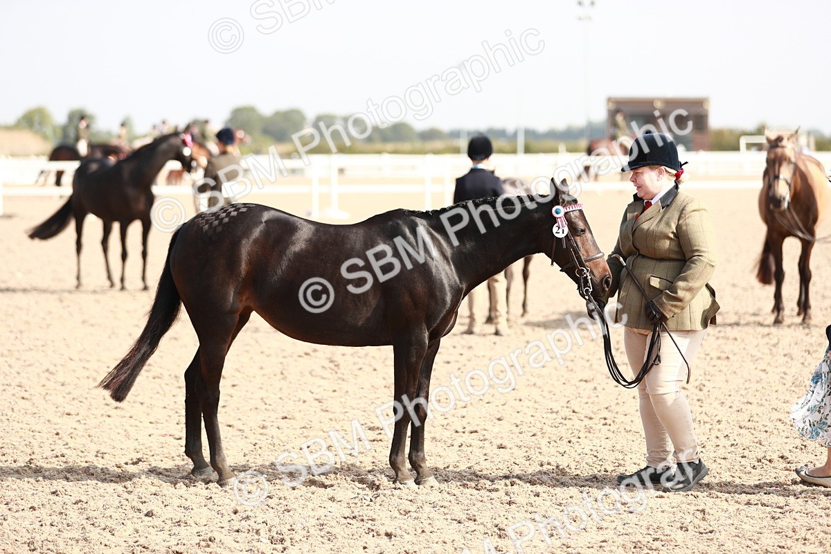 SBM_11112 - Class 205 IH Show Pony/ Show Hunter Pony