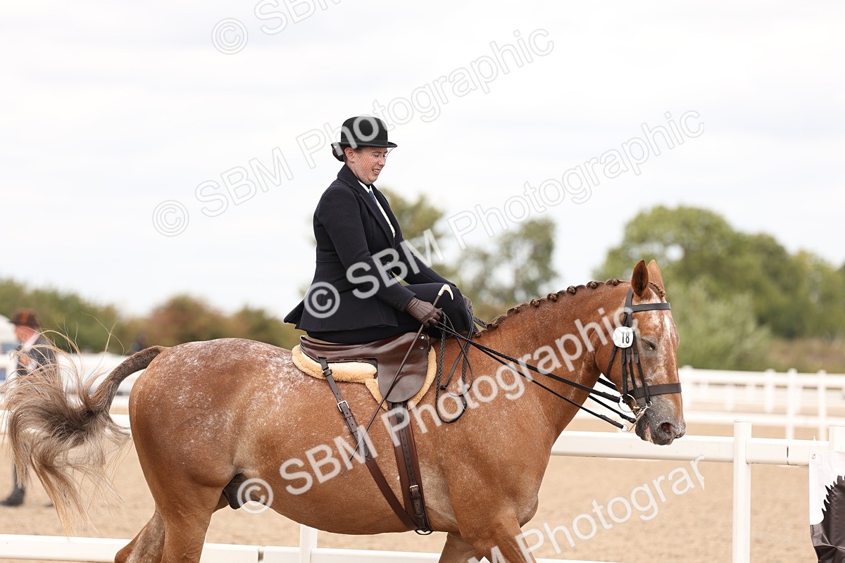 SBM_16386 - Class 211 - Best Side Saddle Horse - Pony
