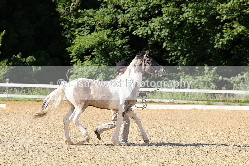 1X9A0639 - Class 3: Youngstock 1, 2, 3 year old not to exceed 153cm