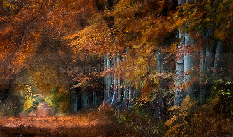 Sherwood Gold - Latest Work