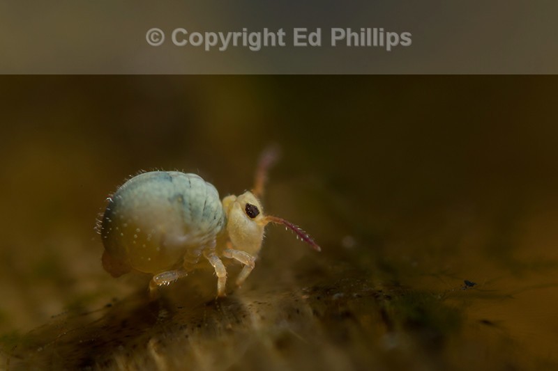 Sminthurides aquaticus