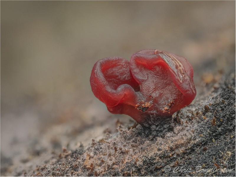 Purple jellydisc fungus - Other nature