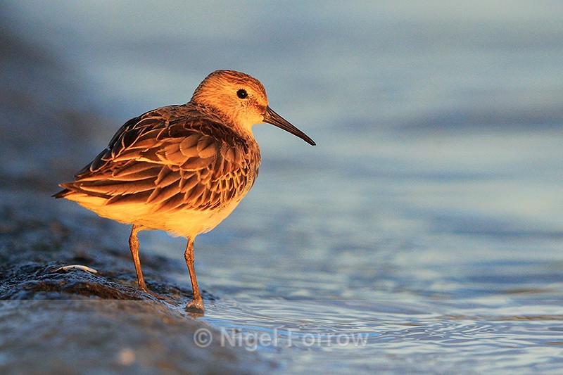 Little Stint at sunset, Farmoor Reservoir - Little Stint
