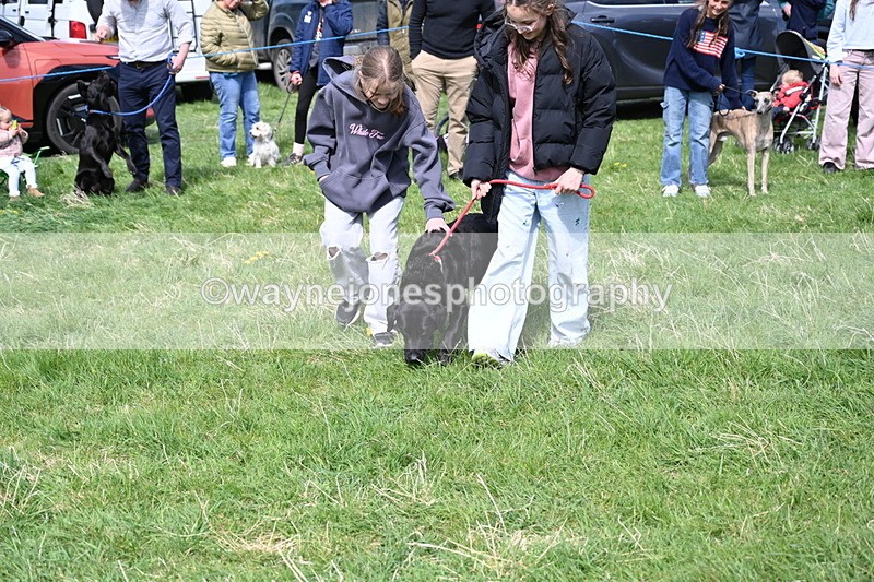 WJ6_9025 - Class 8 Best Working / Gun Dog or Bitch