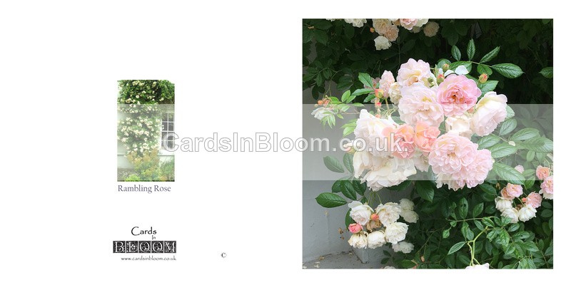 040 Rambling Roses - FLORAL GREETING CARDS