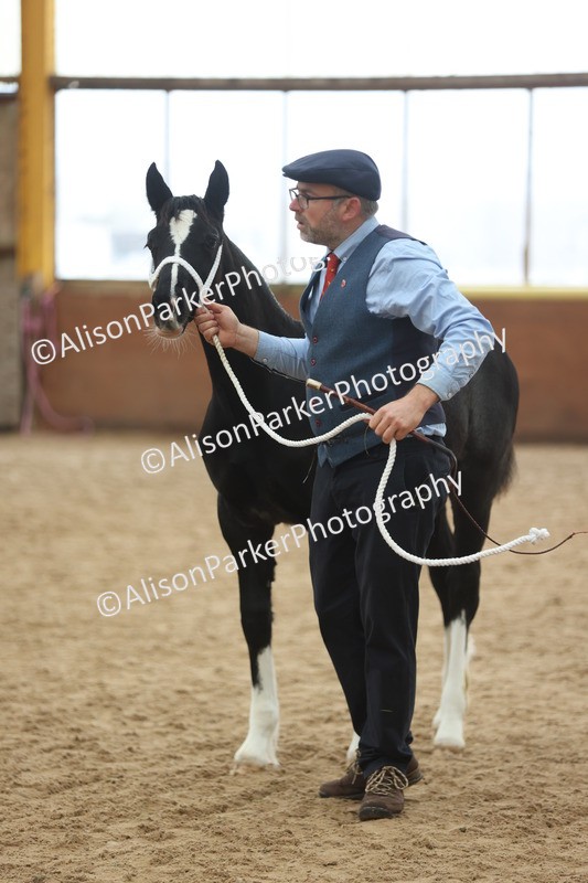 20251109-0790 - Class 24 - Foals