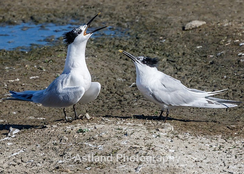 Astland Photography, Bird and Wildlife Images, Susan and Peter Wilson, U.K.