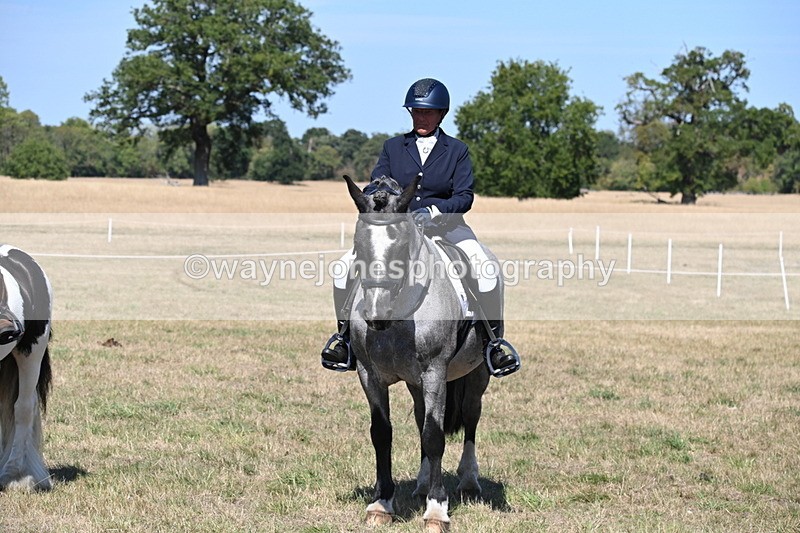 WJ6_9075 - Class 38 Ridden Riding Horse/Pony