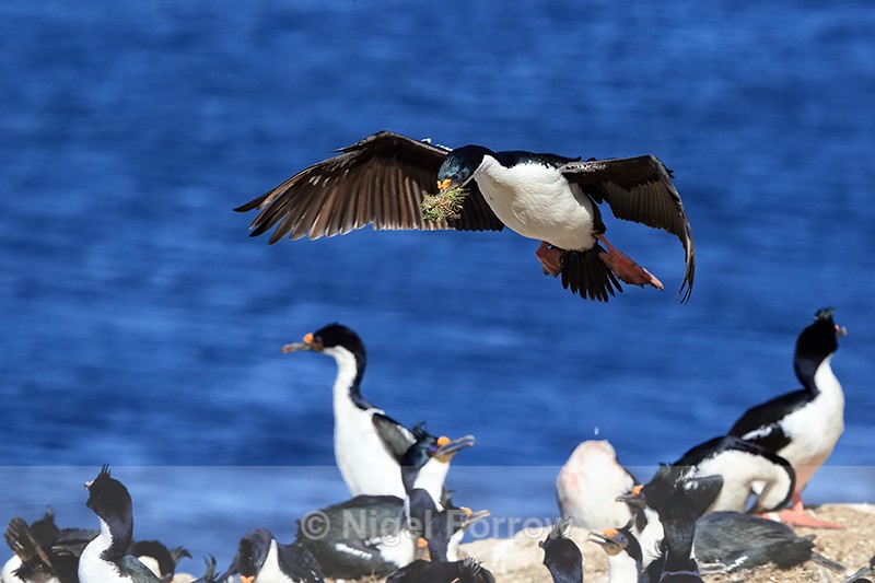 Imperial Shag flying above colony, Carcass Island, Falklands - Imperial Shag
