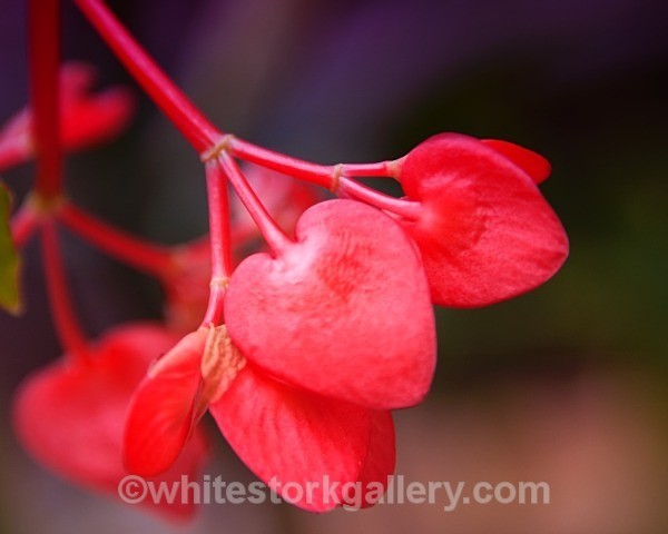 Begonia Corolina - Up Close !