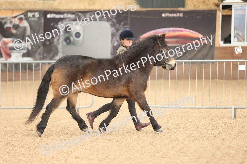 20251109-0596 - Class 22 - Geldings 4 Years and over