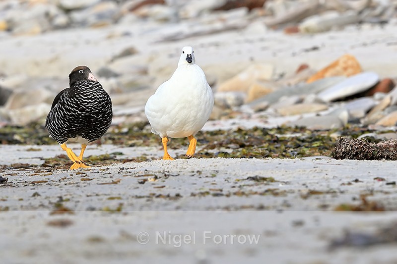 Kelp Goose pair on beach, Carcass Island, Falklands - Kelp Goose