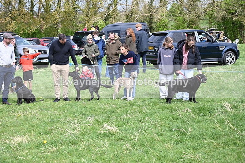 WJ6_8696 - Class 8 Best Working / Gun Dog or Bitch