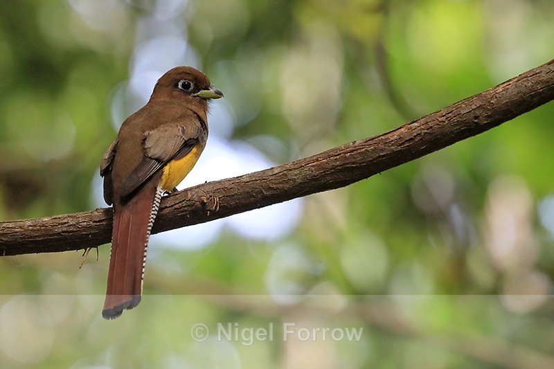 Northern Black-throated Trogon (female), El Remanso Lodge, Costa Rica - Northern Black-throated Trogon