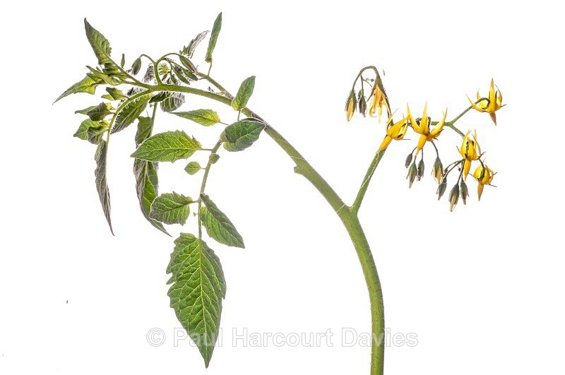 Tomato flower (Solanum lycopersicum,) - Plants - WB