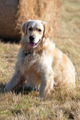 090jpg - Animals