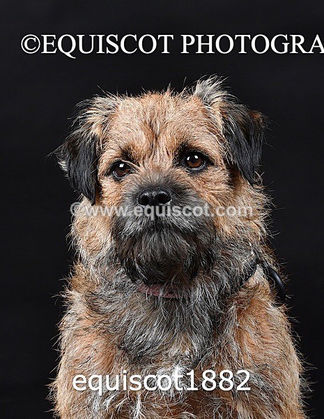 equiscot1882 - ODIE & TIA