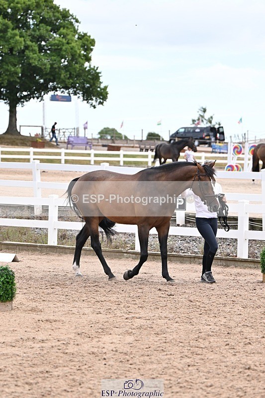 250716-135718-00813 - Trot Up 1.30 to 2.30