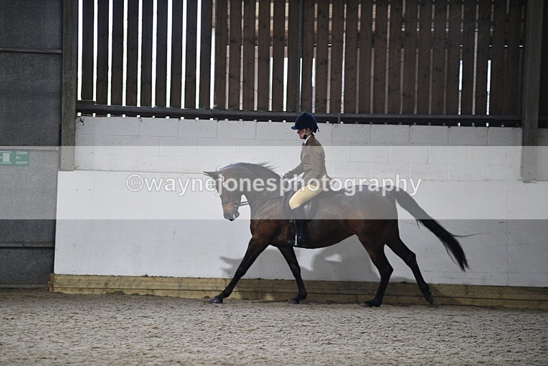 WJ5_8964 - Class 15 Ridden Show Horse
