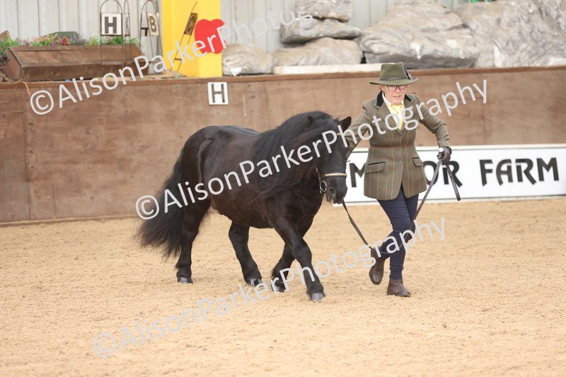 20251109-0075 - Class 4 - Stallions 4 Years and over