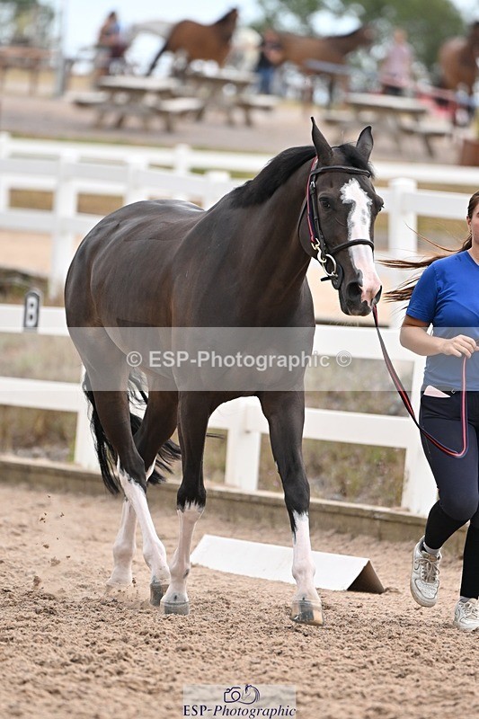 250716-145530-01514 - Trot Up 2.30 to 3.30