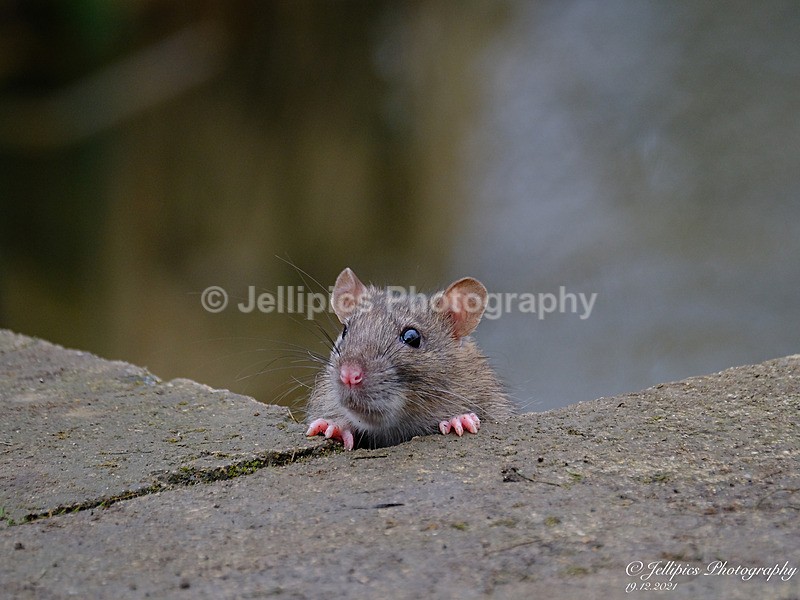  - Wildlife and Nature