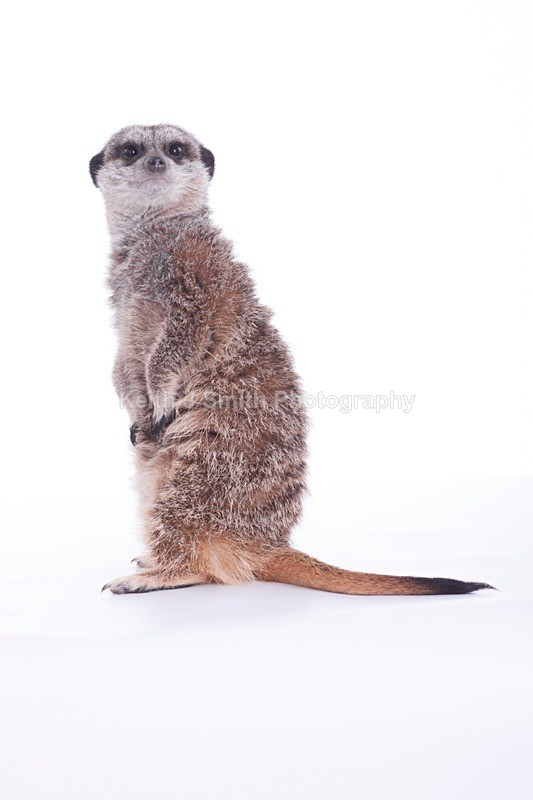 7SKJ4229 - Roaming Reptile Show III