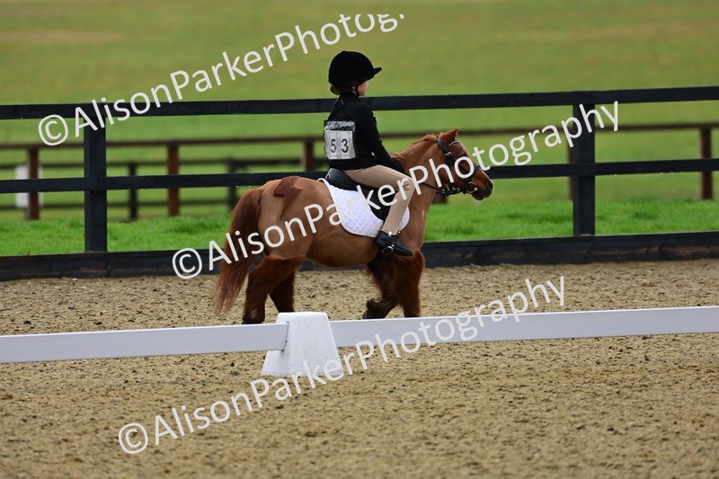 20260125-0548 - Class 9b - Walk Trot Unassisted