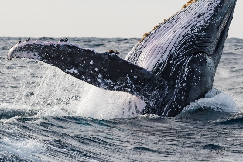 Eye to eye 0A3A0057 - Humpback Whales
