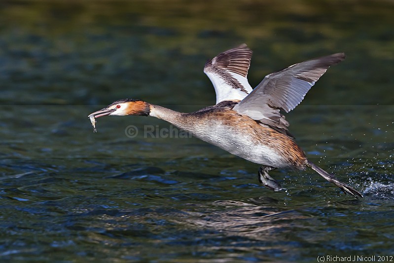 Great Crested Grebe (Podiceps cristatus) with prey - ARPS Panel