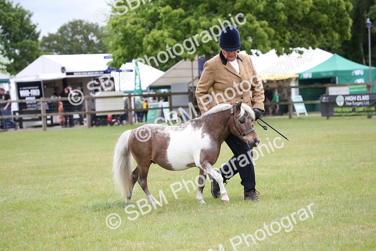 SBM_03801 - Class 23-25 - British Miniature Horse of the Year