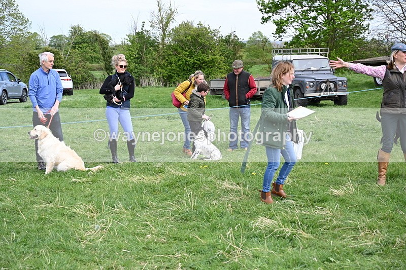 WJ6_9145 - Class 8 Best Working / Gun Dog or Bitch