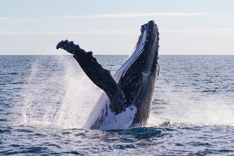 0A3A7687. Sunrise Breach 8 - 2023 Whale Photos