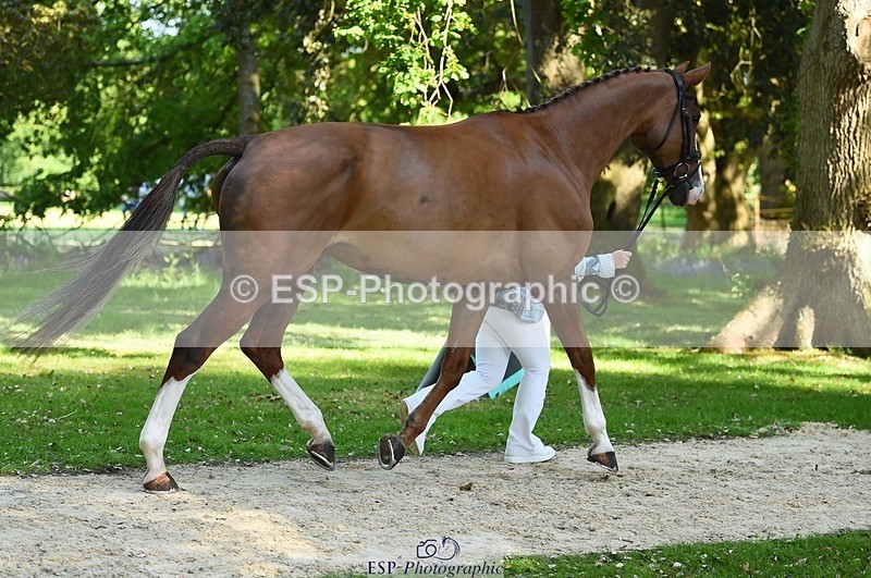 230524-155630-00570 - 204-INDIAN_GIRL_G-Jasmine_Underwood-WEDTrotUp+DR