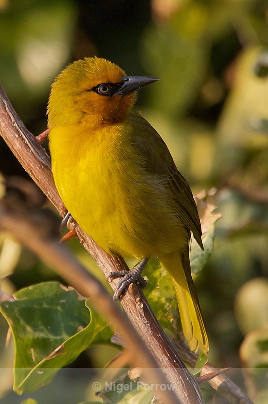 Spectacled Weaver (female) perched on a branch - Spectacled Weaver