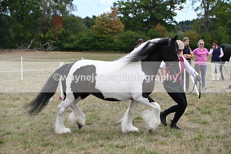 WJ6_5393 - Class 18 In-hand Coloured