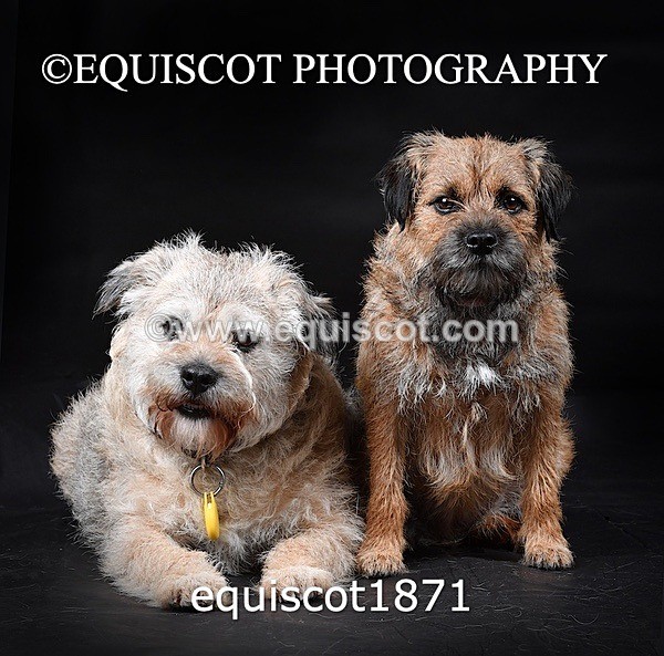 equiscot1871 - ODIE & TIA
