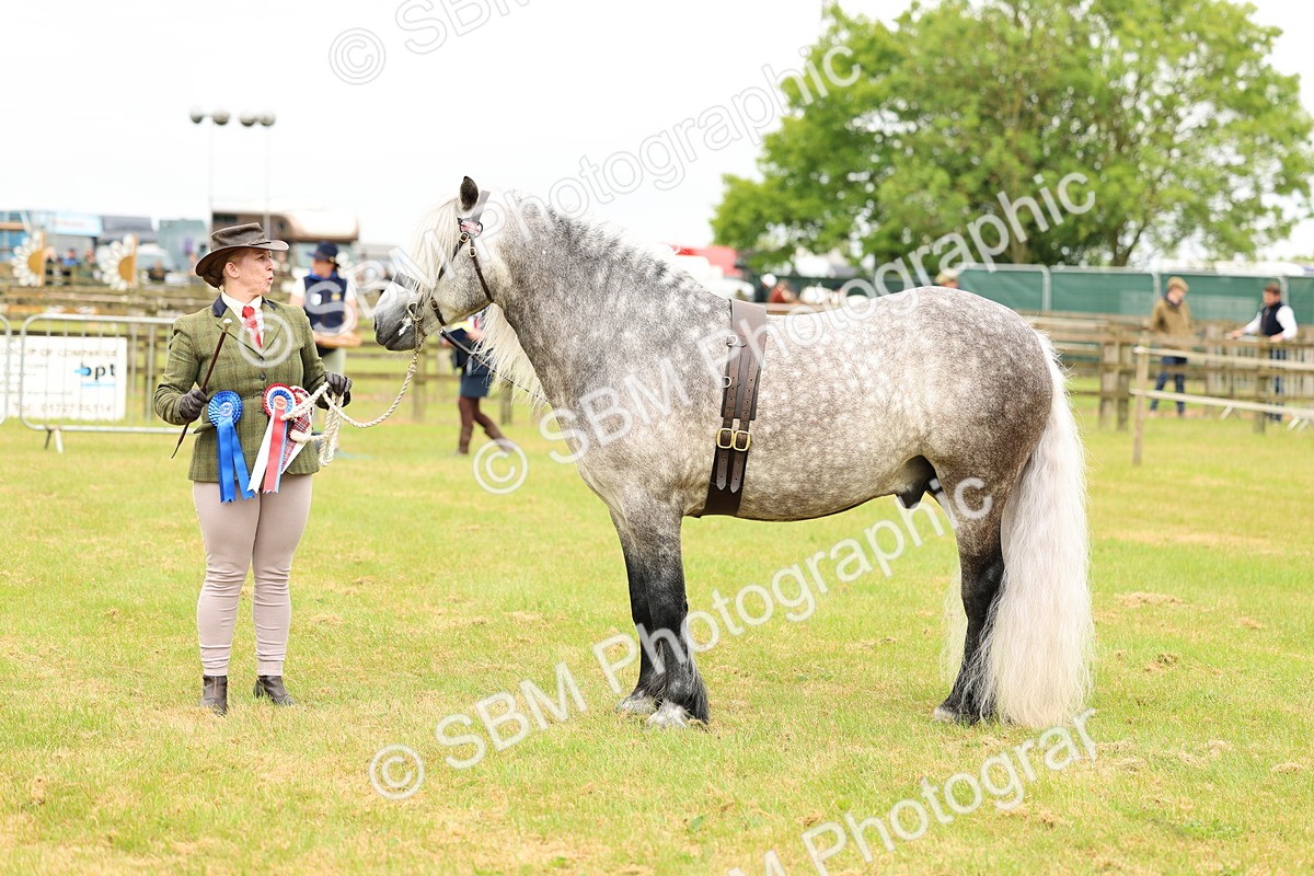 SBM_00661 - Class 58-67 - M&M Non Welsh Pony In hand