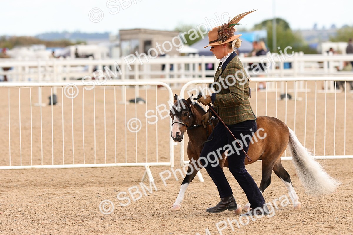 SBM_10334 - Class 206 - IH Non Show Type Pony