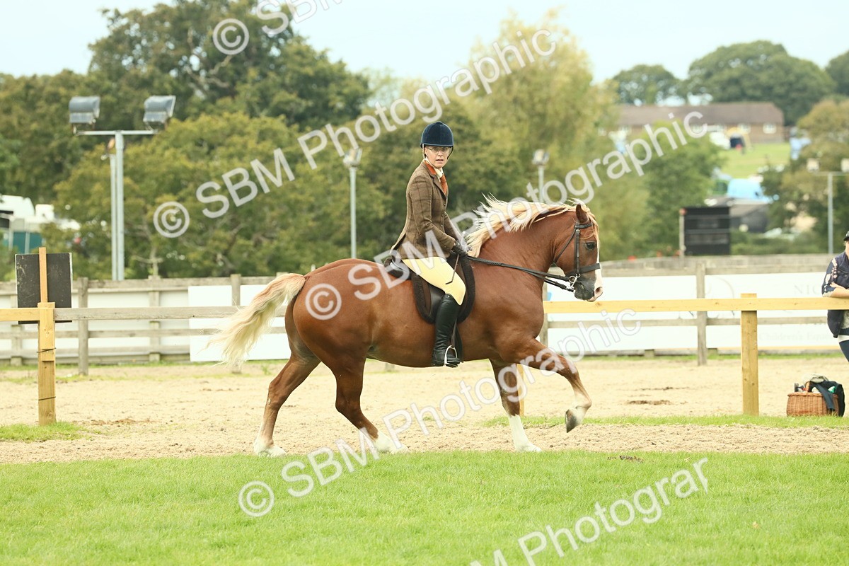 SBM_71958 - S60 - Mountain & Moorland Ridden Large Breeds