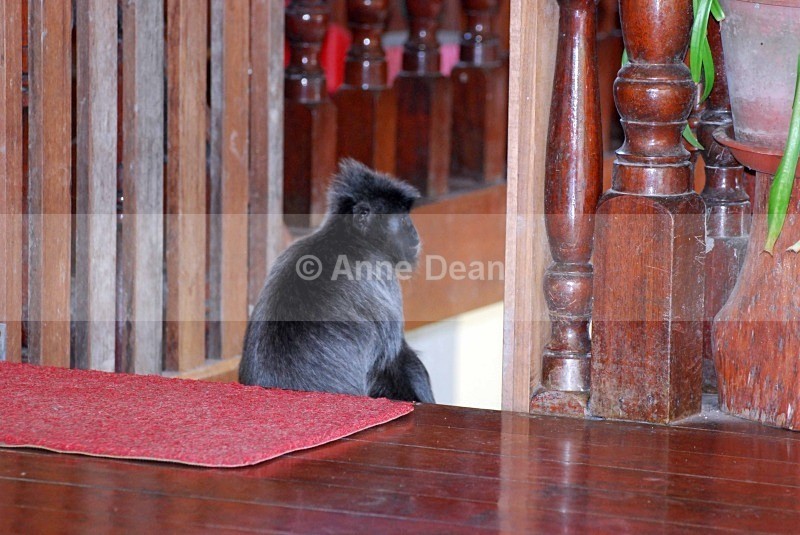 Just shooting the breeze - Wildlife from Borneo