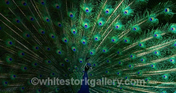 Peacock - Wildlife and Animals