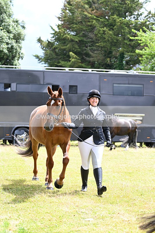 WJ7_6888 - Class 5a Most Handsome Gelding in Hand