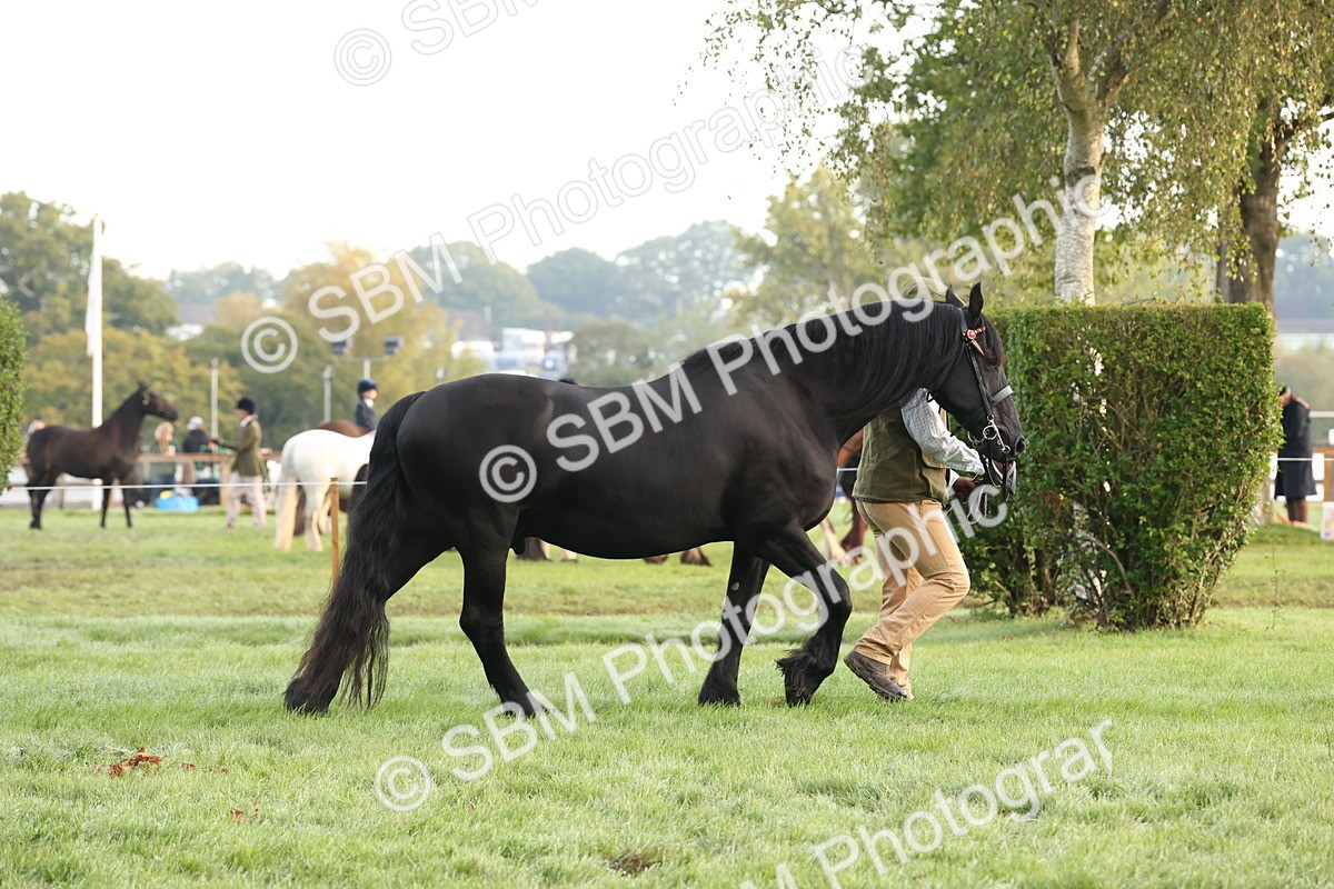 SBM_54393 - S51 - Foreign Breeds In Hand