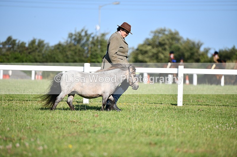 DSC_5450 - Class 49: NPS Shetland Youngstock